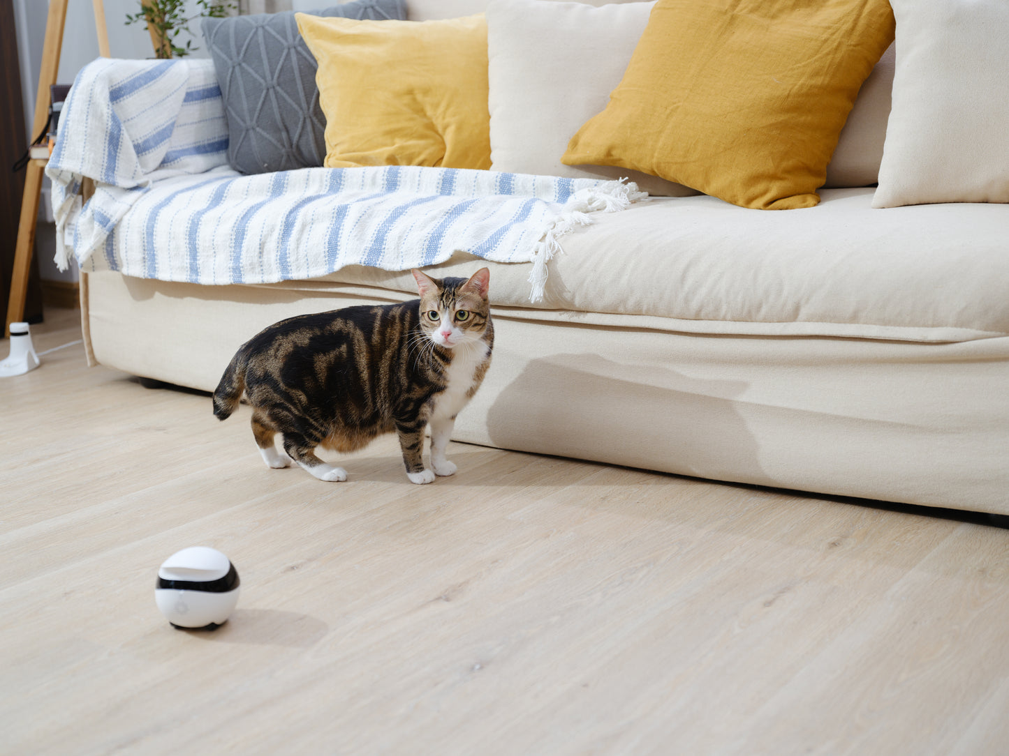 ENABOT - EBO SE, Robot mobile pour la maison connectée